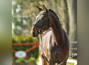 Hanovrien, Jument, 4 Ans, 168 cm, Bai brun