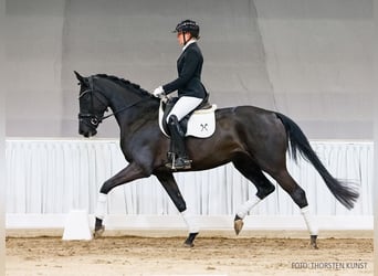 Hanovrien, Jument, 4 Ans, 168 cm, Bai brun foncé