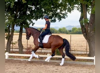 Hanovrien, Jument, 4 Ans, 168 cm, Bai