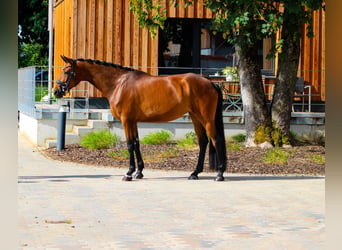 Hanovrien, Jument, 4 Ans, 168 cm, Bai