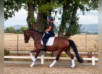Hanovrien, Jument, 4 Ans, 168 cm, Bai