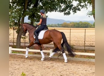 Hanovrien, Jument, 4 Ans, 168 cm, Bai