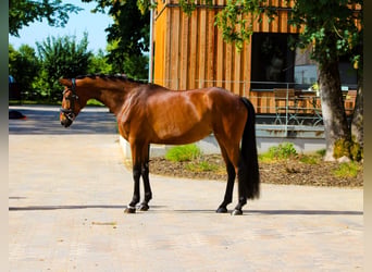Hanovrien, Jument, 4 Ans, 168 cm, Bai