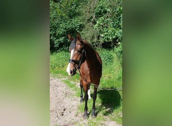 Hanovrien, Jument, 4 Ans, 168 cm, Bai