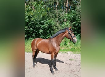 Hanovrien, Jument, 4 Ans, 168 cm, Bai