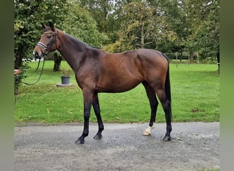 Hanovrien, Jument, 4 Ans, 168 cm, Bai