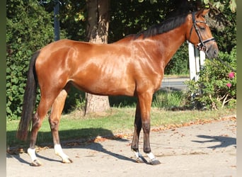 Hanovrien, Jument, 4 Ans, 168 cm, Bai