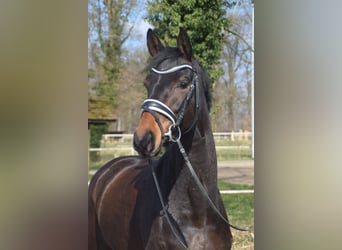 Hanovrien, Jument, 4 Ans, 168 cm, Bai