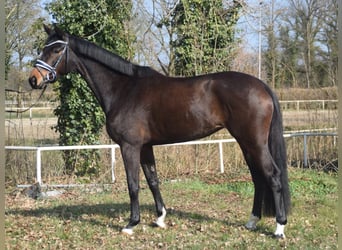 Hanovrien, Jument, 4 Ans, 168 cm, Bai
