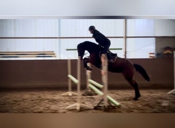 Hanovrien, Jument, 4 Ans, 168 cm, Bai