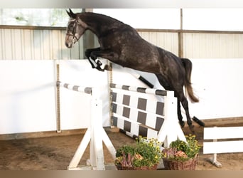 Hanovrien, Jument, 4 Ans, 168 cm, Gris