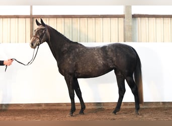 Hanovrien, Jument, 4 Ans, 168 cm, Gris