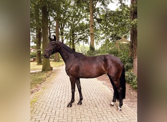 Hanovrien, Jument, 4 Ans, 168 cm, Noir