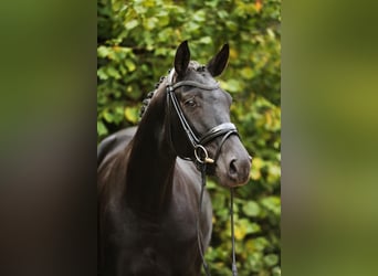 Hanovrien, Jument, 4 Ans, 168 cm, Noir