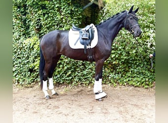 Hanovrien, Jument, 4 Ans, 168 cm, Noir