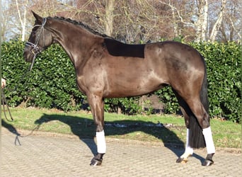 Hanovrien, Jument, 4 Ans, 168 cm, Noir
