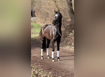 Hanovrien, Jument, 4 Ans, 168 cm, Noir