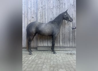 Hanovrien, Jument, 4 Ans, 168 cm, Rouan bleu