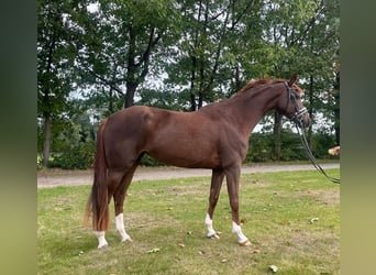 Hanovrien, Jument, 4 Ans, 169 cm, Alezan brûlé