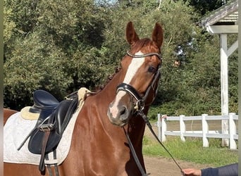 Hanovrien, Jument, 4 Ans, 169 cm, Alezan brûlé