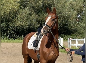 Hanovrien, Jument, 4 Ans, 169 cm, Alezan brûlé