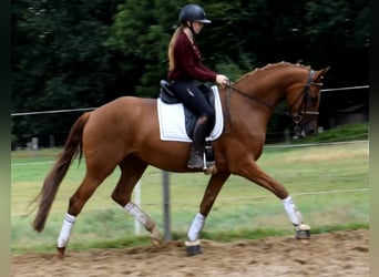 Hanovrien, Jument, 4 Ans, 169 cm, Alezan