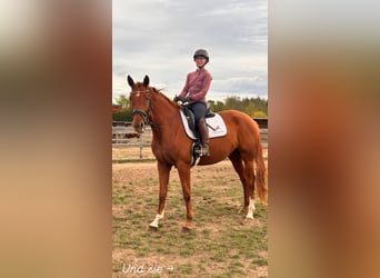 Hanovrien, Jument, 4 Ans, 169 cm, Alezan