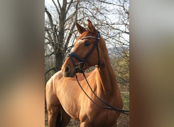 Hanovrien, Jument, 4 Ans, 169 cm, Alezan