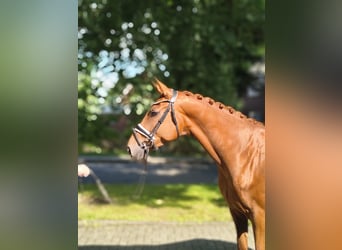 Hanovrien, Jument, 4 Ans, 169 cm, Alezan