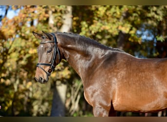 Hanovrien, Jument, 4 Ans, 169 cm, Bai brun