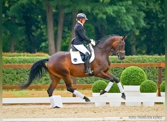 Hanovrien, Jument, 4 Ans, 169 cm, Bai brun