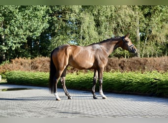 Hanovrien, Jument, 4 Ans, 169 cm, Bai brun