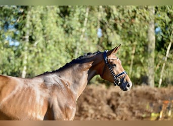 Hanovrien, Jument, 4 Ans, 169 cm, Bai brun