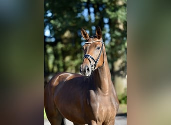 Hanovrien, Jument, 4 Ans, 169 cm, Bai brun