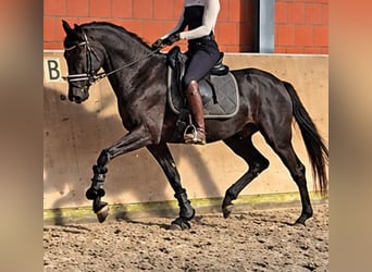 Hanovrien, Jument, 4 Ans, 169 cm, Noir