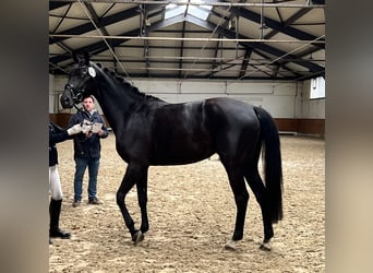 Hanovrien, Jument, 4 Ans, 169 cm, Noir