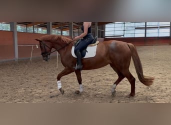 Hanovrien, Jument, 4 Ans, 170 cm, Alezan brûlé