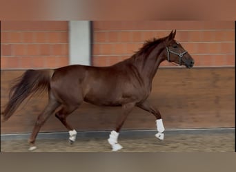 Hanovrien, Jument, 4 Ans, 170 cm, Alezan brûlé