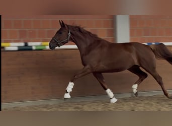 Hanovrien, Jument, 4 Ans, 170 cm, Alezan brûlé