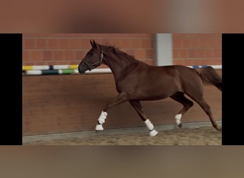 Hanovrien, Jument, 4 Ans, 170 cm, Alezan brûlé