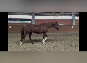 Hanovrien, Jument, 4 Ans, 170 cm, Alezan brûlé