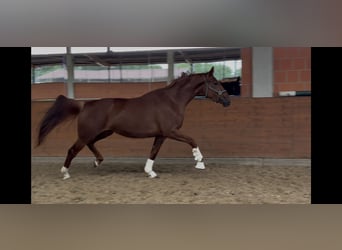 Hanovrien, Jument, 4 Ans, 170 cm, Alezan brûlé