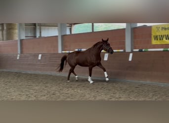 Hanovrien, Jument, 4 Ans, 170 cm, Alezan brûlé