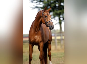 Hanovrien, Jument, 4 Ans, 170 cm, Alezan