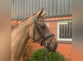 Hanovrien, Jument, 4 Ans, 170 cm, Alezan