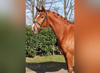 Hanovrien, Jument, 4 Ans, 170 cm, Alezan