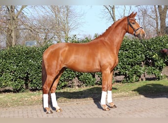 Hanovrien, Jument, 4 Ans, 170 cm, Alezan