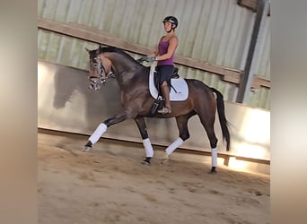 Hanovrien, Jument, 4 Ans, 170 cm, Bai brun