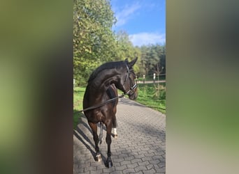 Hanovrien, Jument, 4 Ans, 170 cm, Bai brun