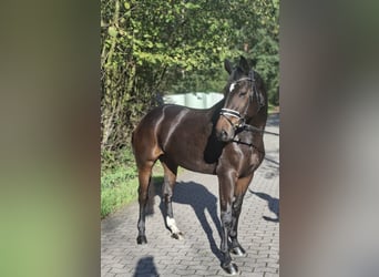Hanovrien, Jument, 4 Ans, 170 cm, Bai brun